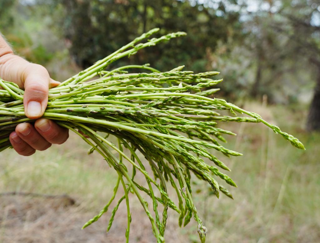 Espárragos trigueros, más finos que los verdes de cultivo. 