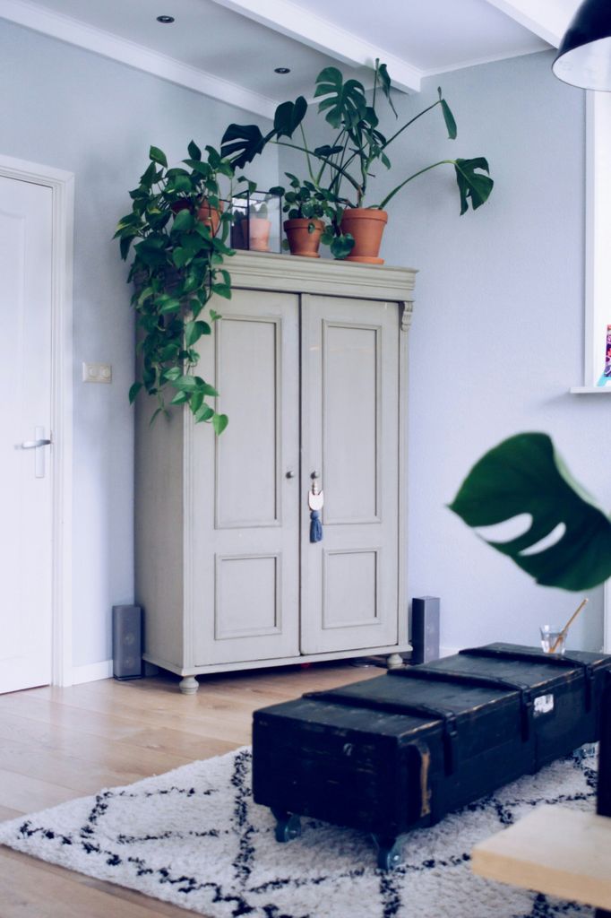 Plantas sobre un armario