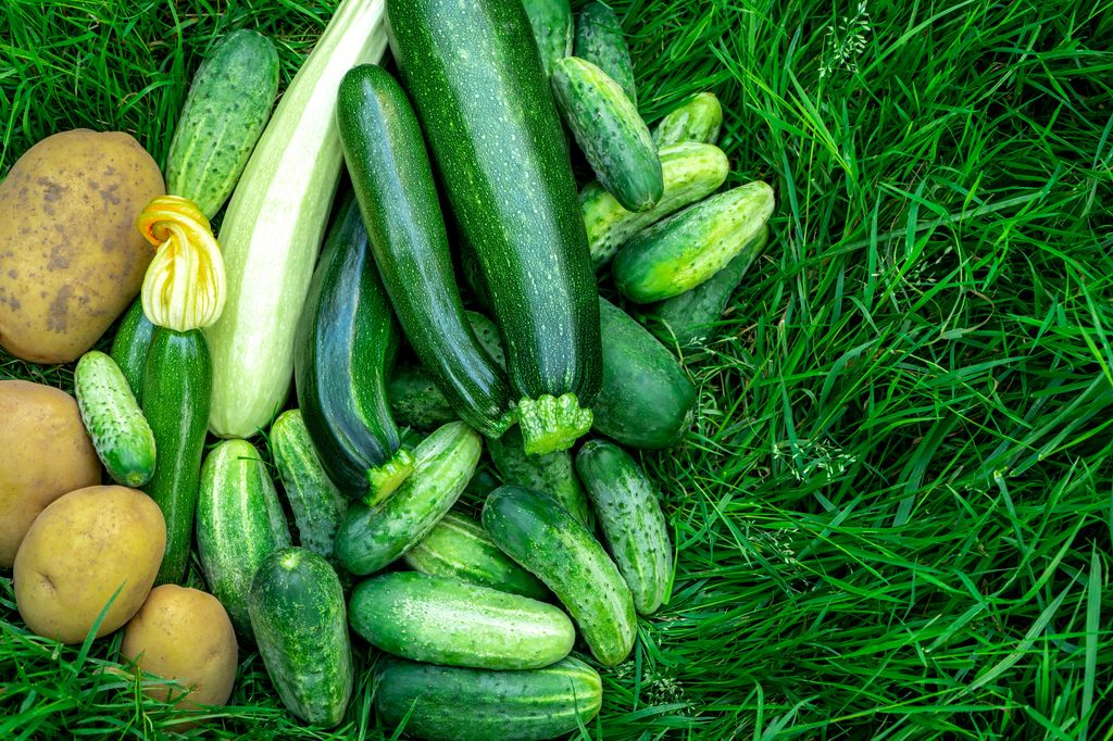 Calabacines de temporada, ideales para esta receta.