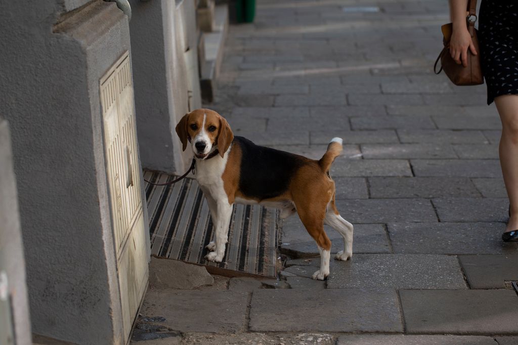 Dejar al perro atado en la puerta de un supermercado puede parecer un gesto práctico, pero la Ley de Bienestar Animal prohíbe mantener a los animales de compañía solos en espacios públicos sin supervisión presencial