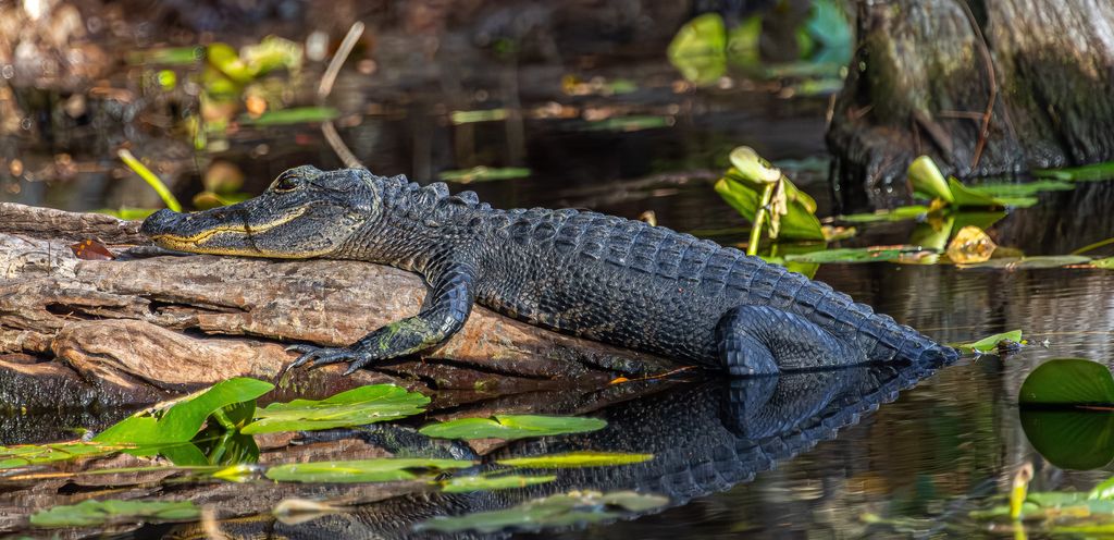 Caimán americano, Refugio Nacional de Vida Silvestre de Okefenokee, Georgia, Estados Unidos