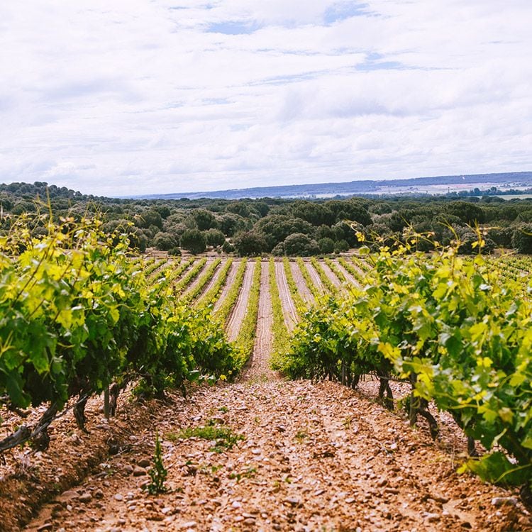 Viñedo de Monte La Reina
