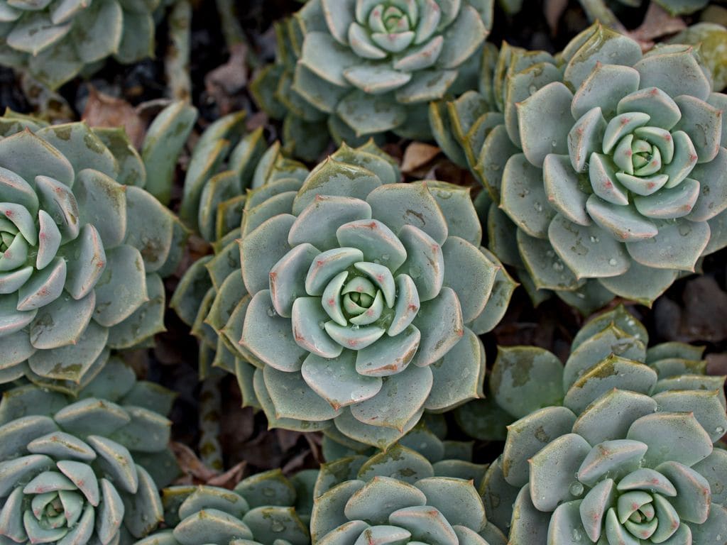 Suculenta Echeveria elegans