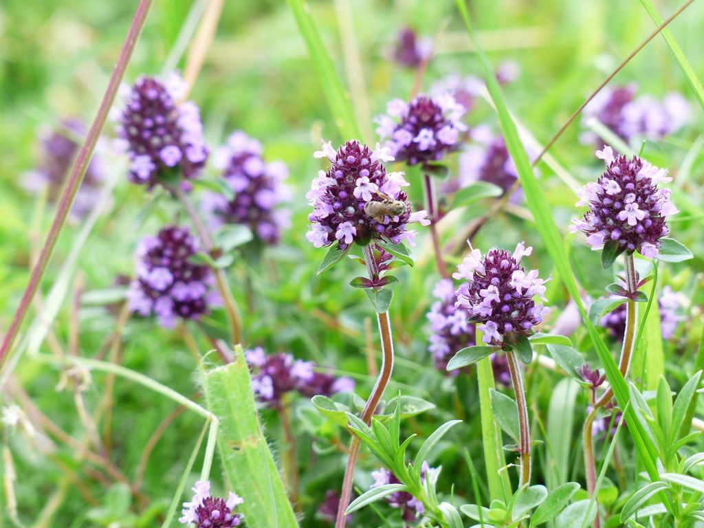 Tomillo rastrero (‘Thymus serpyllum’) 