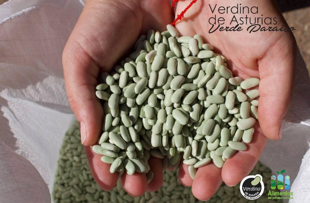 Verdinas, una deliciosa legumbre con sello de calidad asturiano