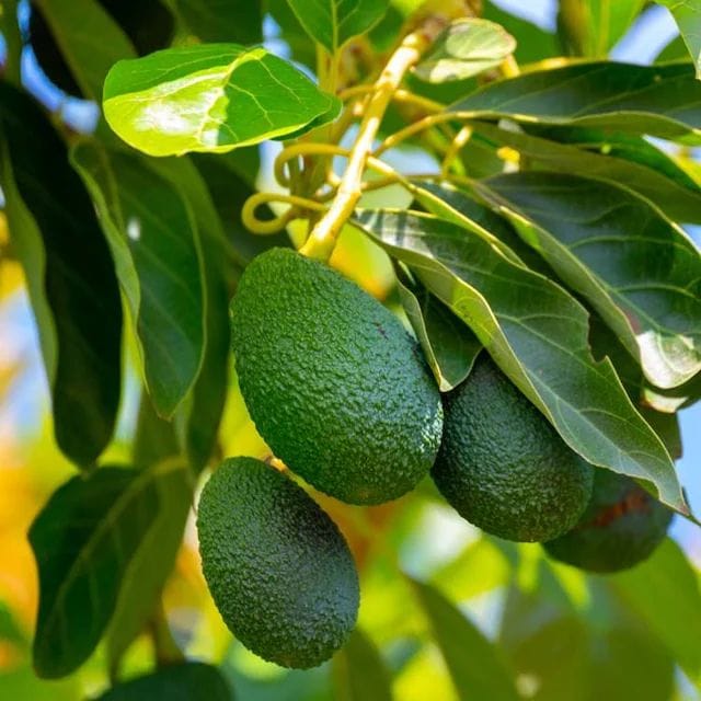 El aguacate es originario de América y fue en el siglo XVI cuando los conquistadores españoles lo llevaron a Europa.