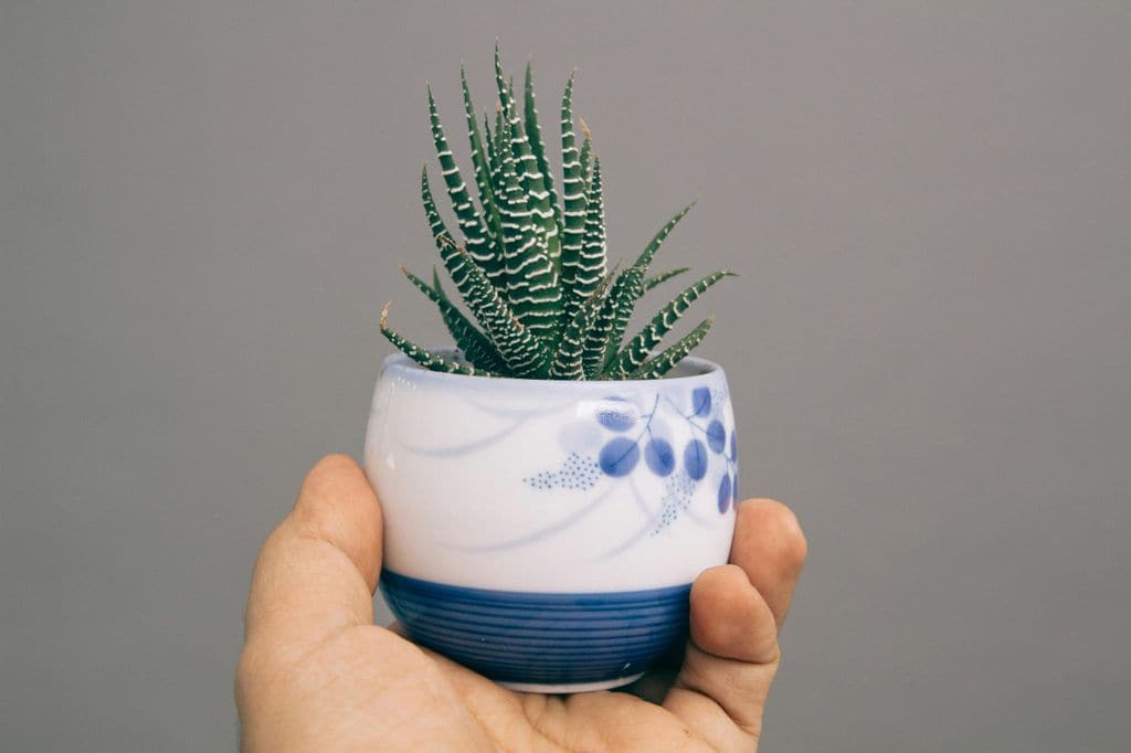 Haworthiopsis attenuata o planta cebra