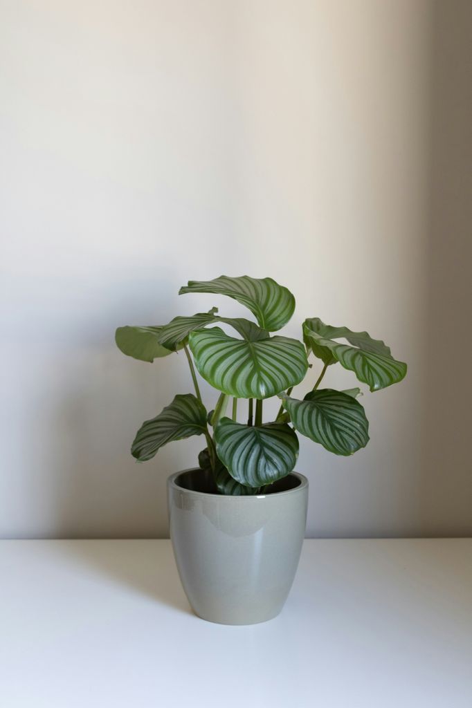 Planta de interior