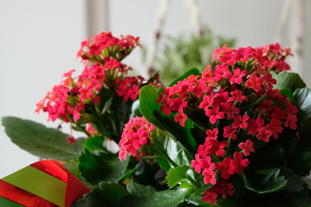 Kalanchoe