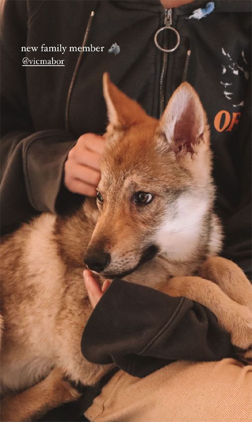 Victoria de Marichalar tiene nueva mascota