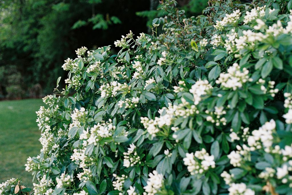 Pitosporo en flor