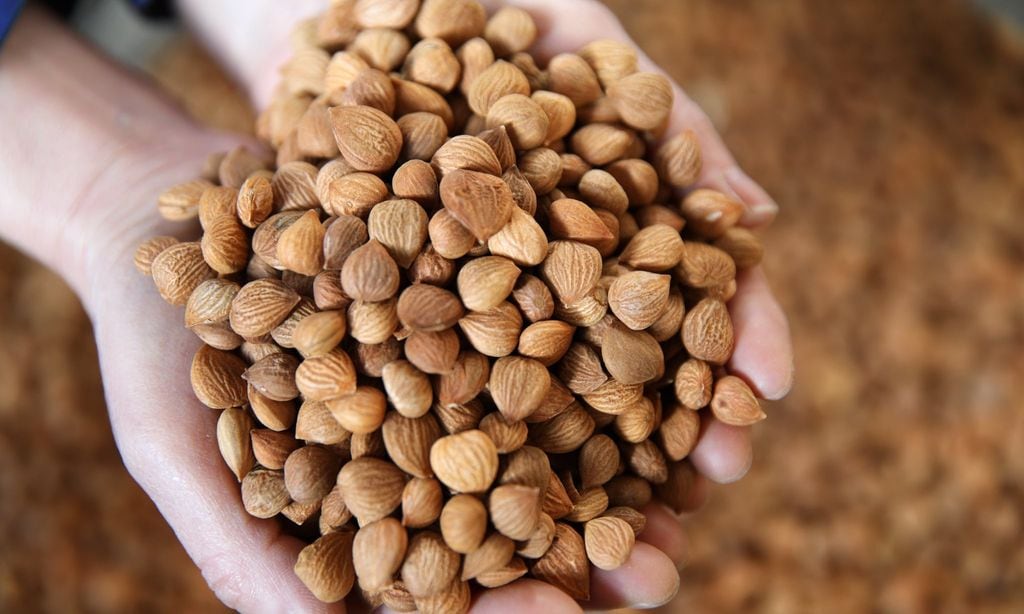 Almond Syrup Production
