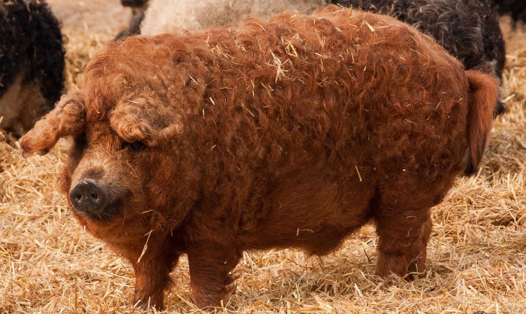 Cerdo mangalica rojo