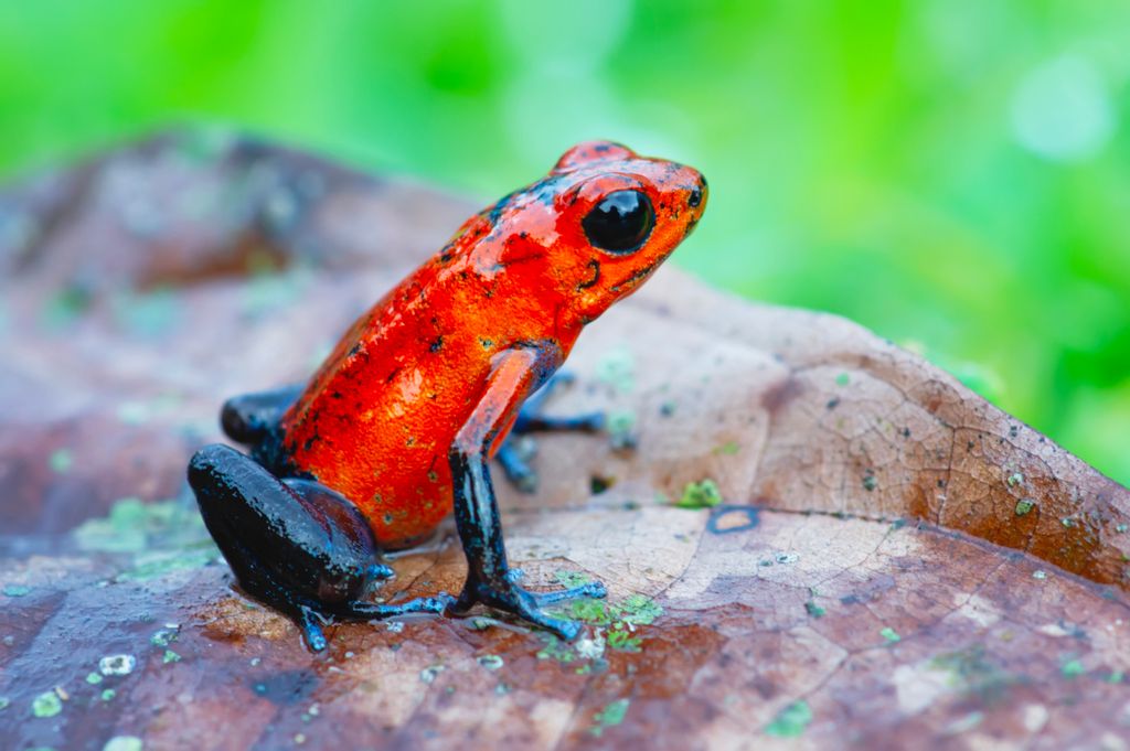 La Oophaga pumilio, o rana dardo fresa, combina un tamaño minúsculo con una advertencia visual inconfundible: sus tonos rojos y azules alertan de que su piel puede albergar potentes toxinas defensivas
