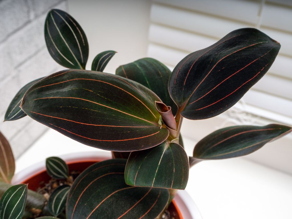 Ludisia discolor o orquídea joya