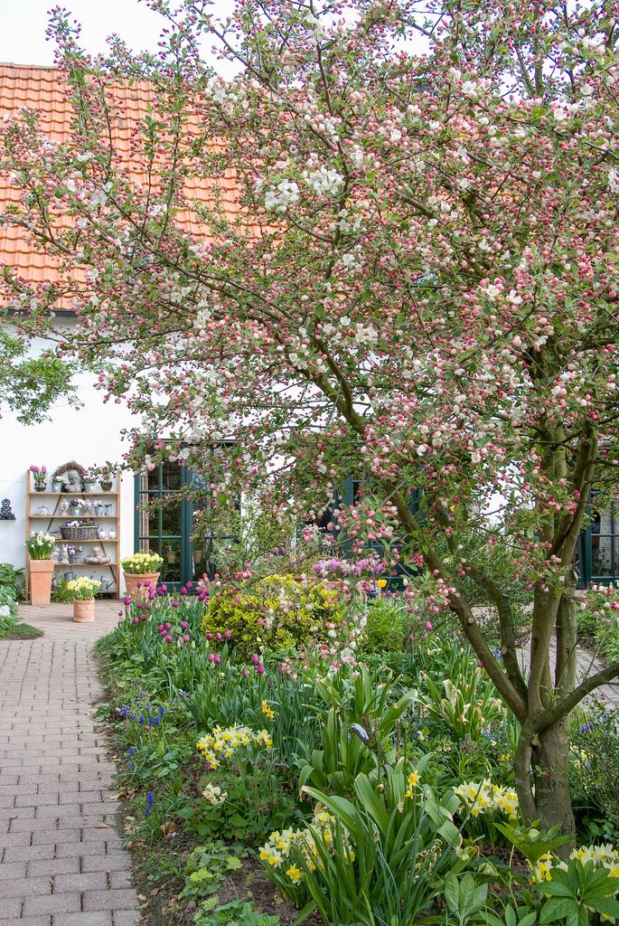 Plantas bulbosas en un jardín doméstico