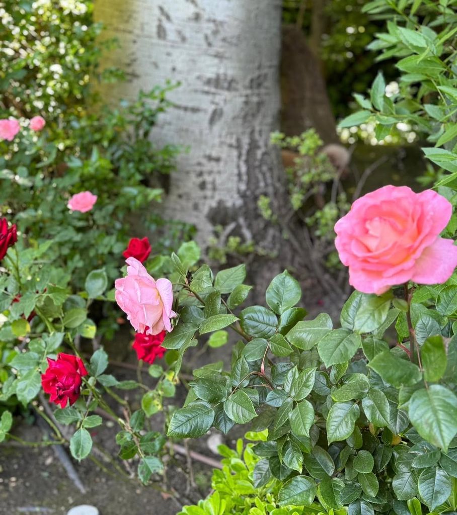 Flores en el jardín de la casa de Isabel Preysler