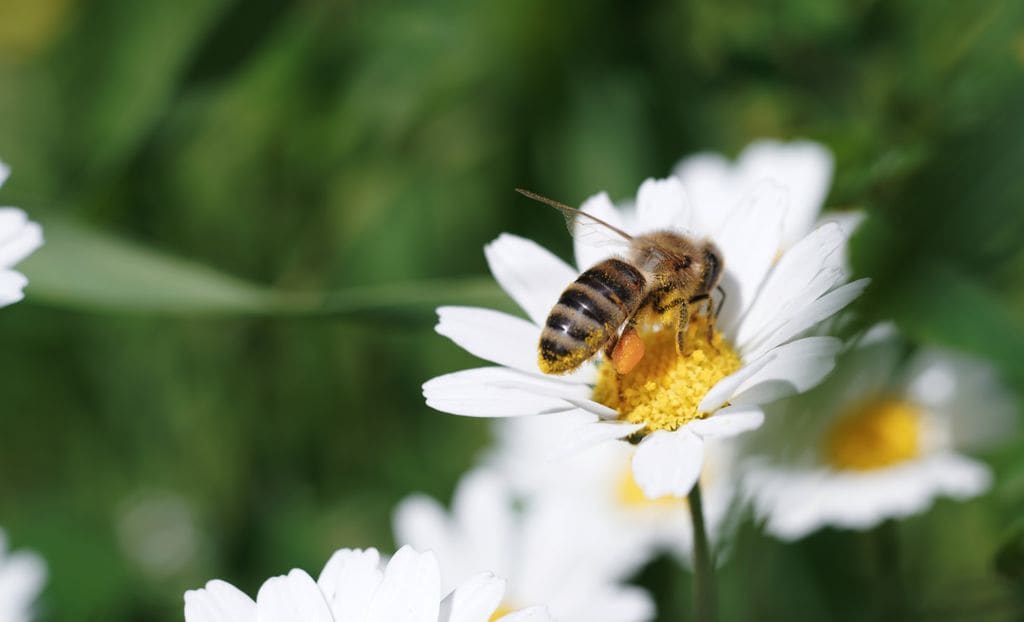 Abeja en una flor. 