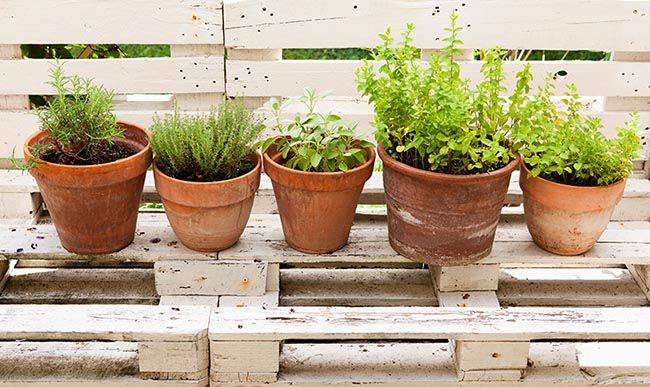 Estas plantas solo necesitan el agua de lluvia para crecer