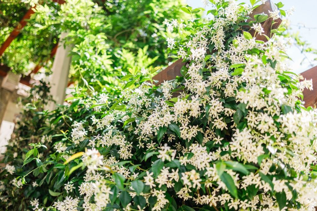 Trachelospermum jasminoides 