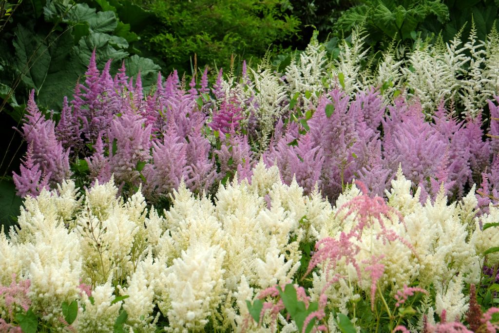 Astilbe de color blanco y morado.