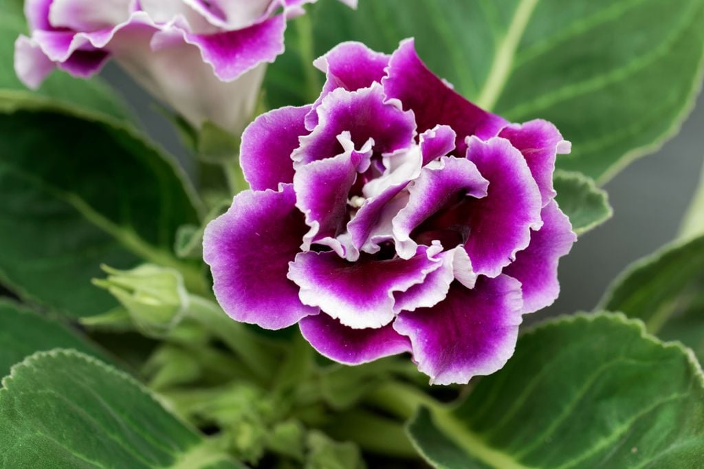 Gloxinia o Sinningia speciosa.