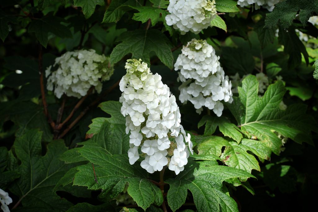 Variedad de hortensia 'Hydrangea quercifolia' 
