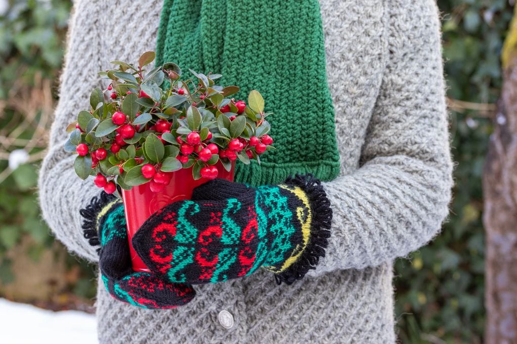 Gaulteria planta de Navidad