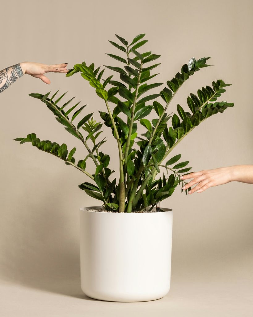 Zamioculcas
