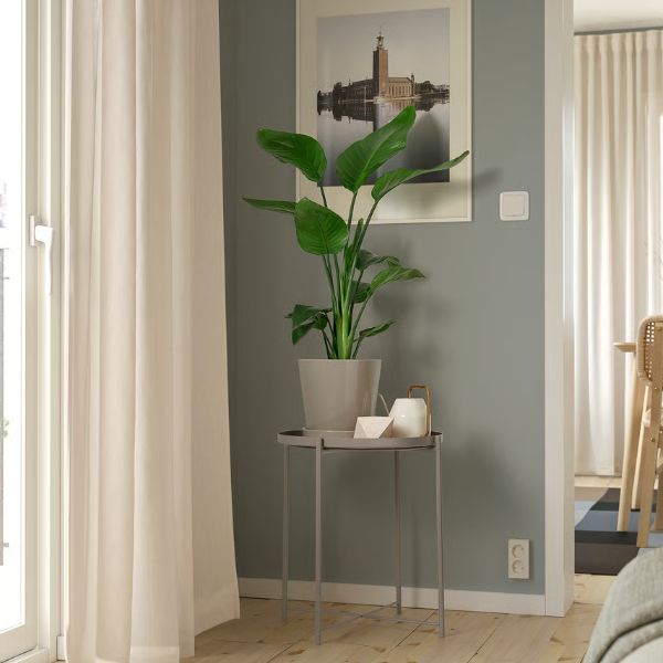  Strelitzia (Ave del Paraíso)