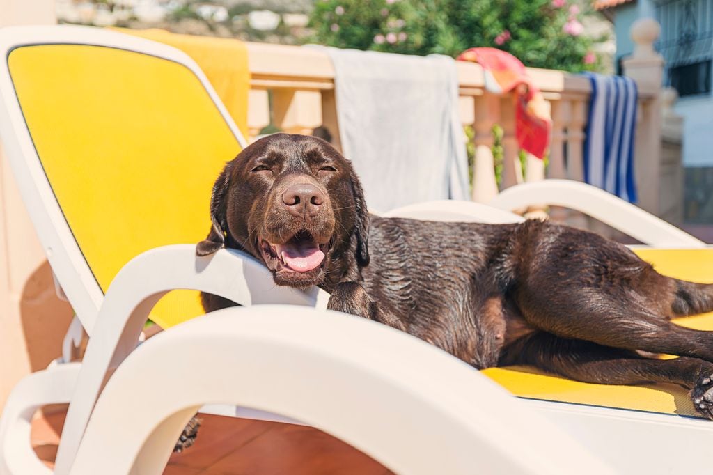 Golpe de calor en un perro