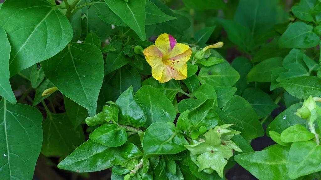 Mirabilis Jalapa o Don Diego de noche