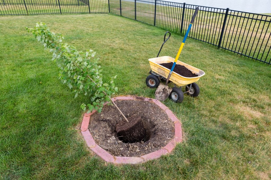 Trasplante de un joven arce a una ubicación más adecuada por el soleamiento que requiere este árbol