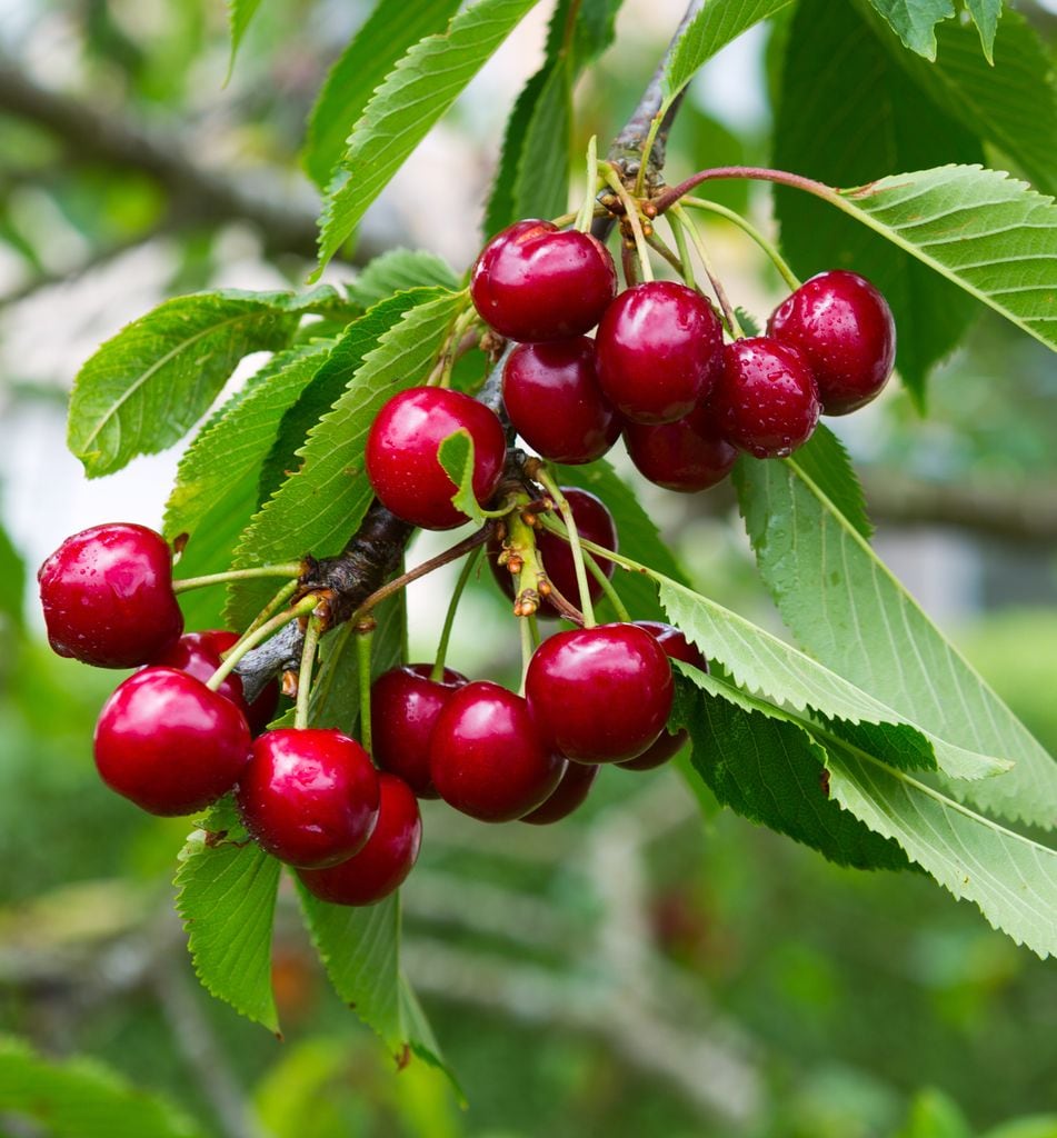 Aunque este año se ha hecho esperar un poco más, la temporada de cerezas ya está aquí