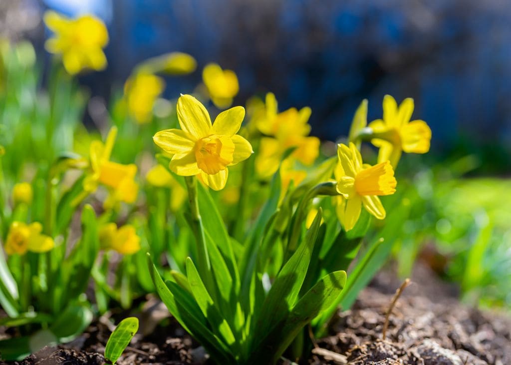 Narciso