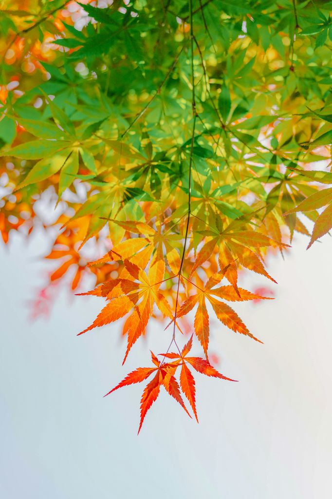 Detalle de las hojas palmeadas del arce japonés (‘Hacer palmatum’) y los distintos coloridos que adquieren