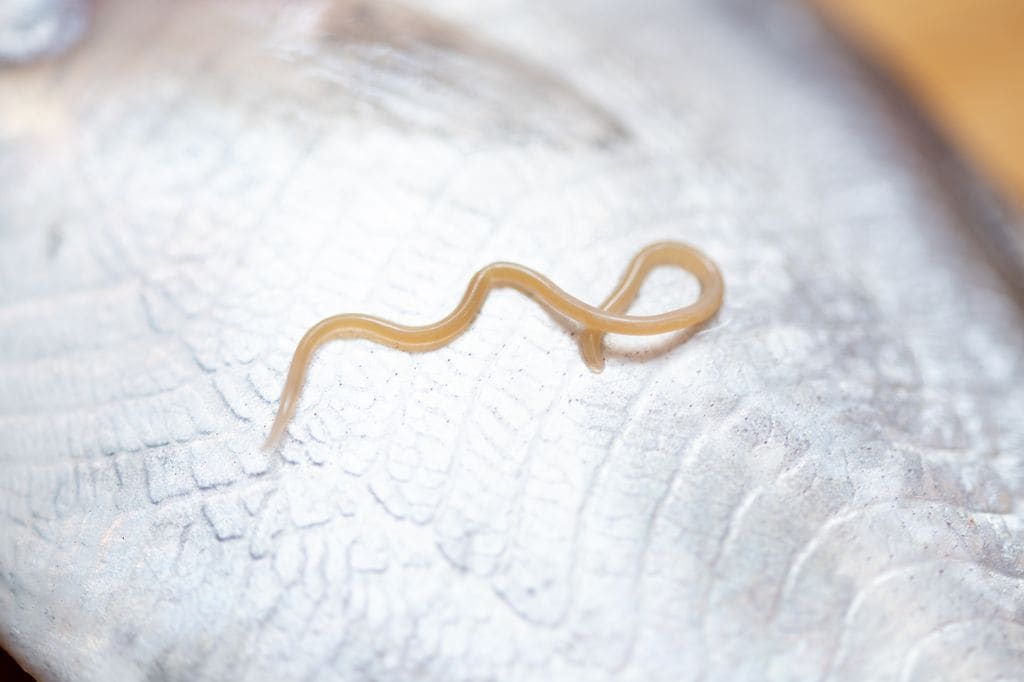 El anisakis es un parásito que se encuentra en los pescados crudos y puede provocar dolor abdominal, náuseas, vómitos y reacciones alérgicas graves.