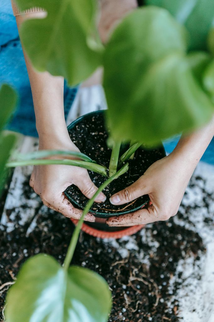 Mujer trasplantando una planta. 