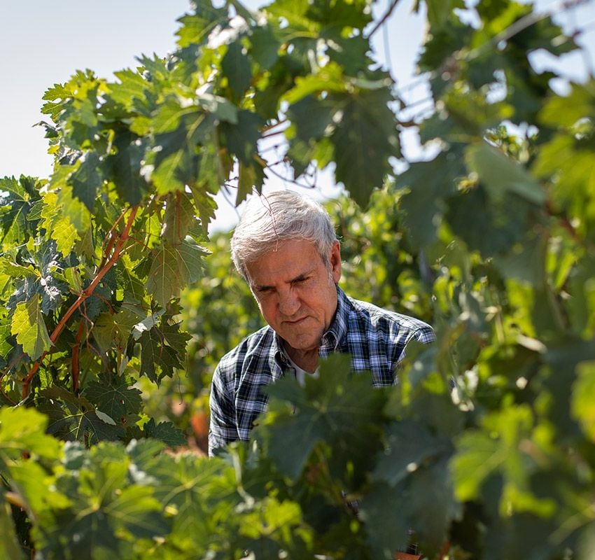 José Moro en el viñedo de su bodega