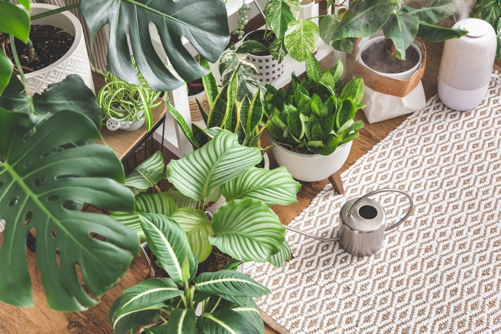 Plantas en casa