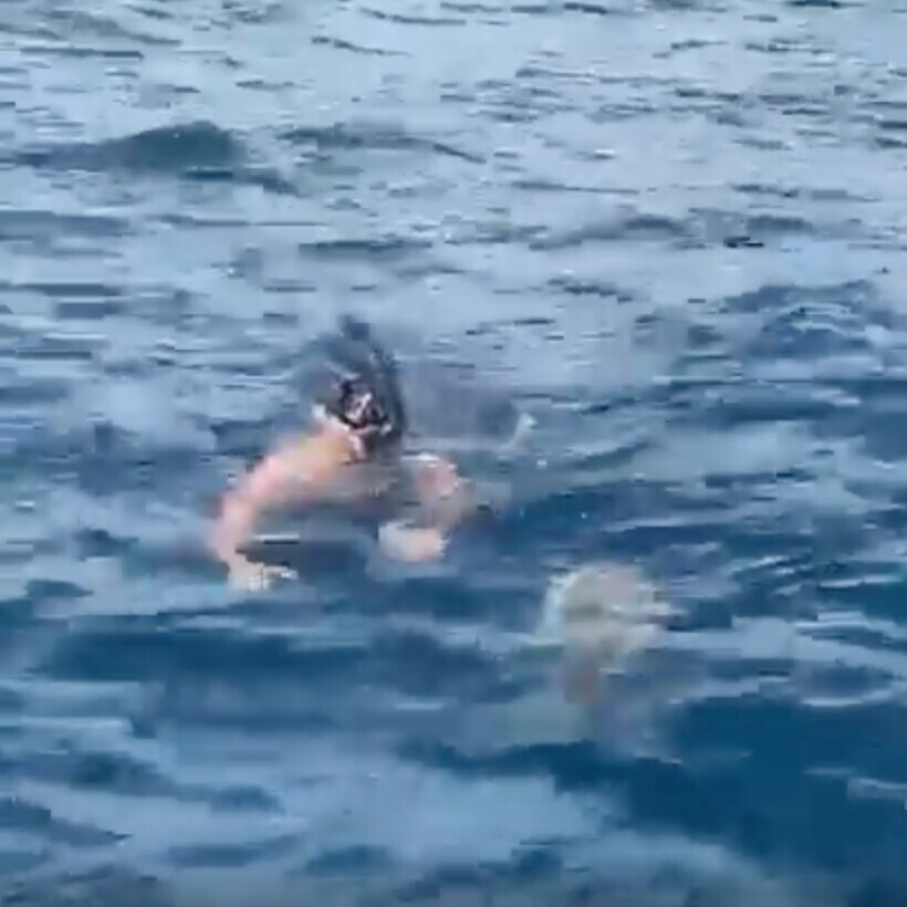 turtle time
