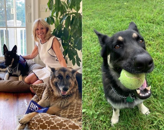 biden-dog-4