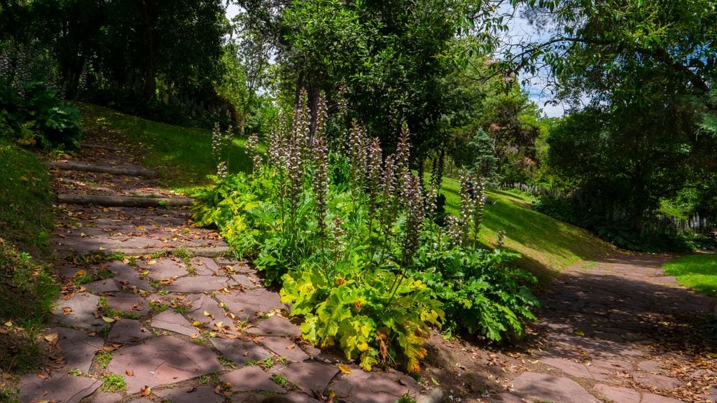 Acantos en flor situados en una zona sombría del jardín