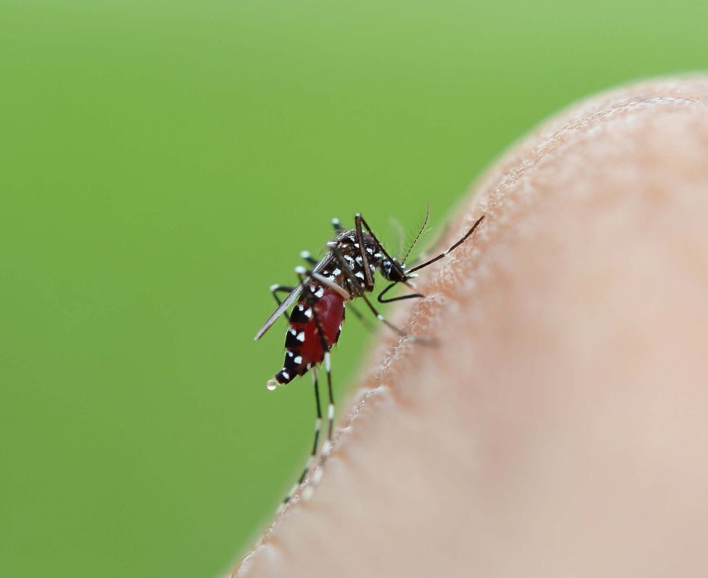 Mosquito tigre
