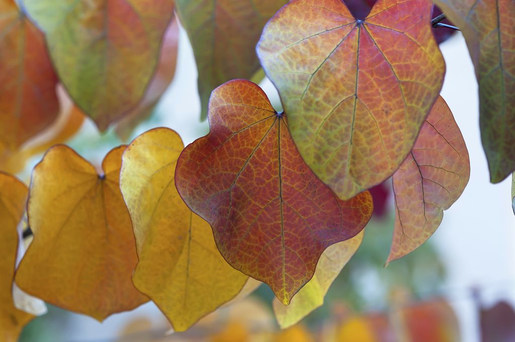 Hojas del árbol del amor (‘Cercis siliquastrum’) en otoño