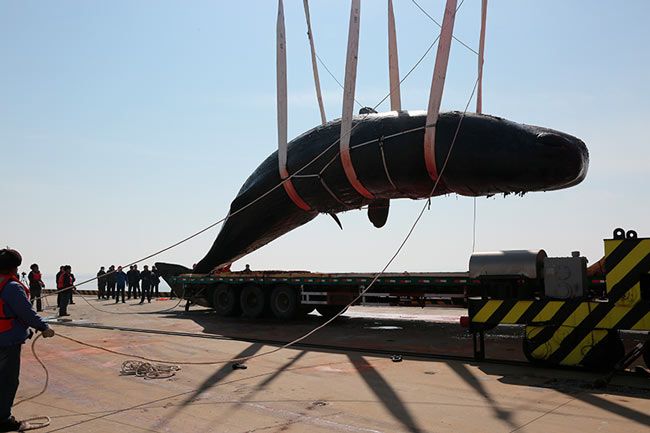 ballena