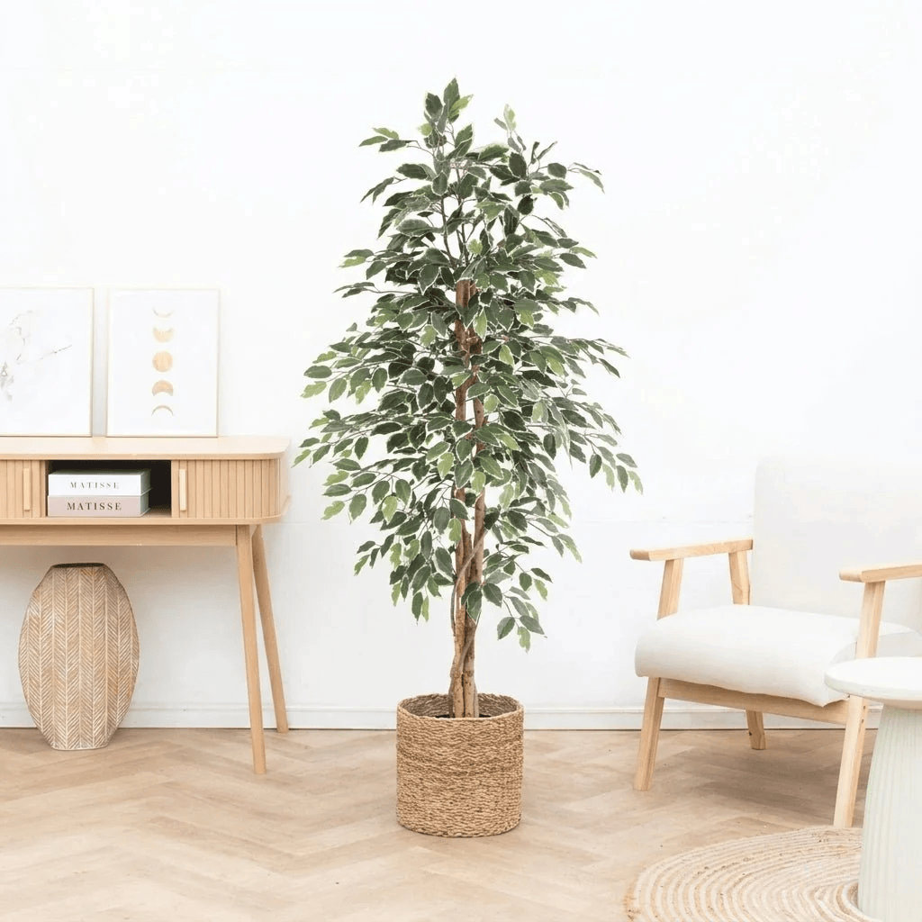 Ficus benjamina