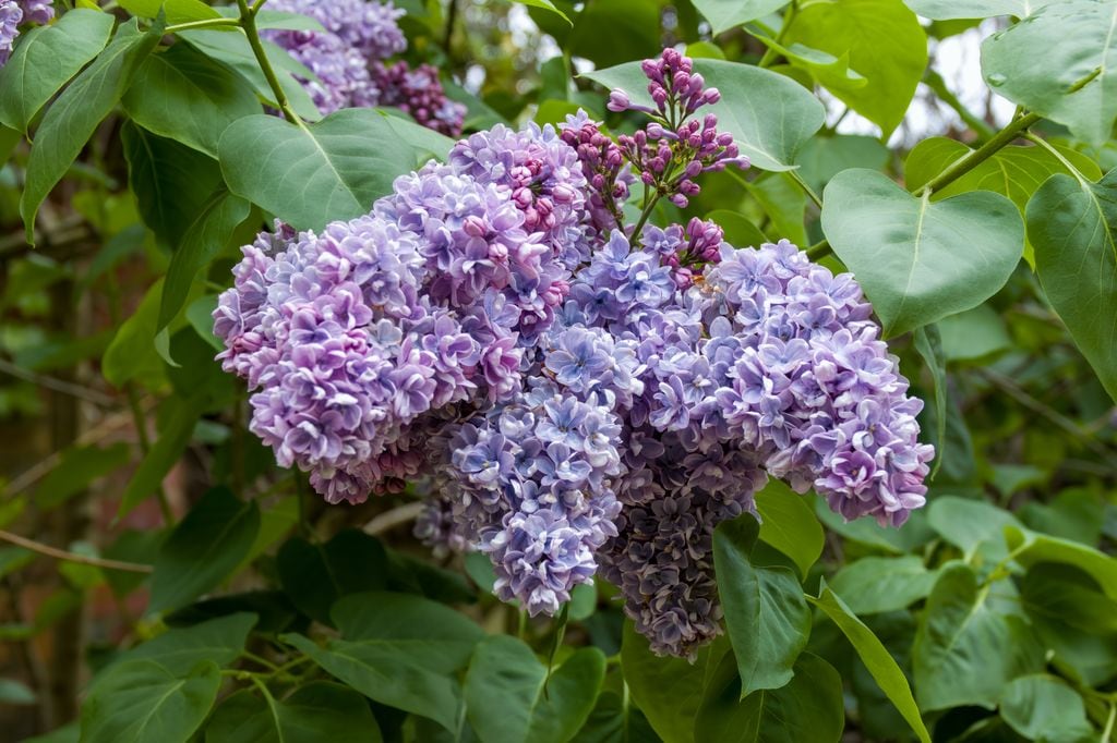 Lila o Syringa, arbusto con flor.