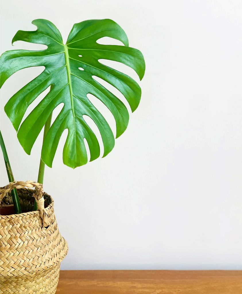 La monstera necesita luz filtrada, pero no ama los espacios sombríos como se suele creer