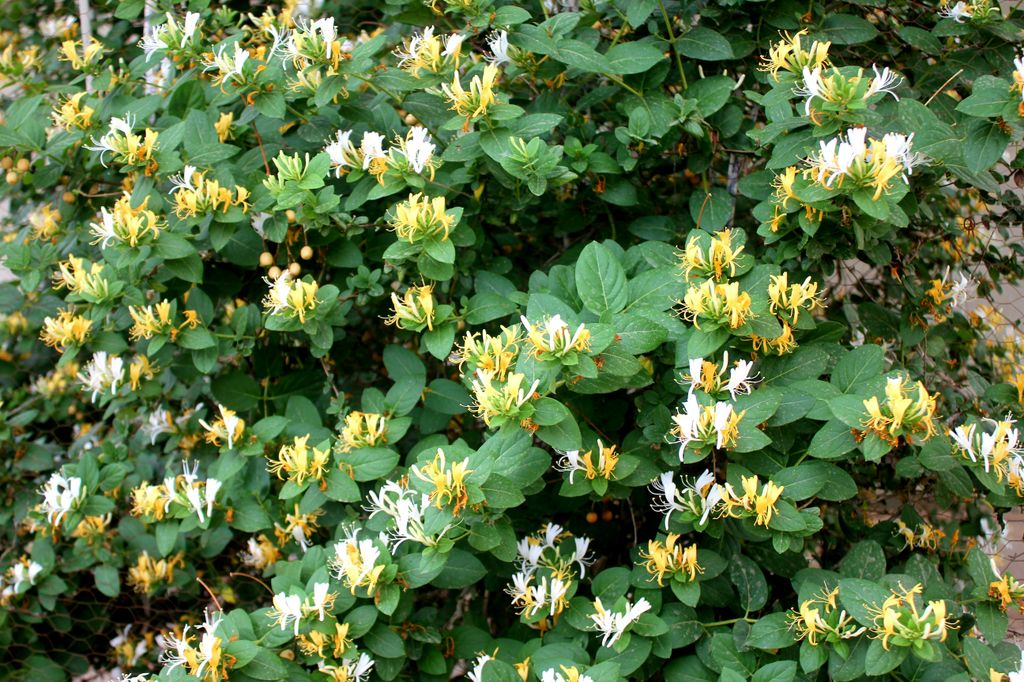 pitosporo en flor